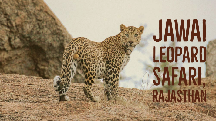 Jawai Leopard Safari